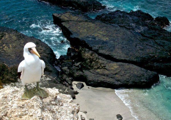 Isla De La Plata: Mar Y Vida Salvaje foto 1