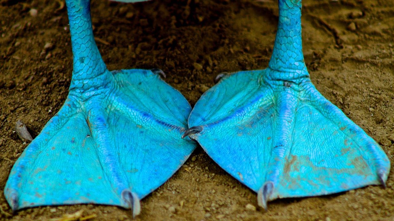 Isla De La Plata: Mar Y Vida Salvaje foto 5