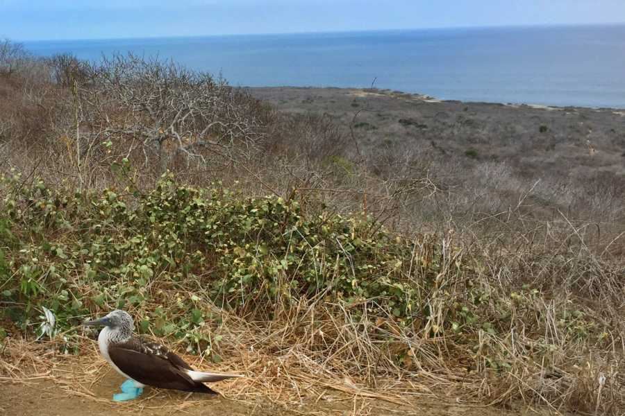 Isla De La Plata: Mar Y Vida Salvaje foto 3