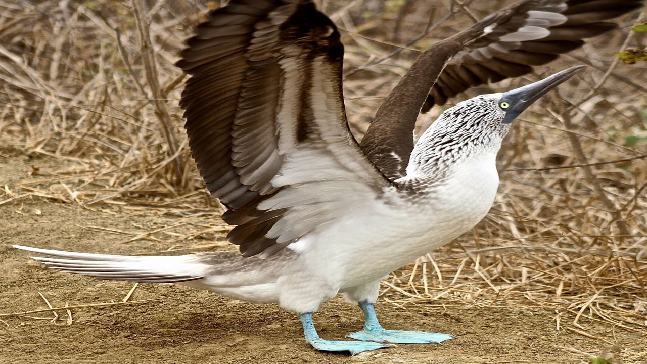 Isla De La Plata: Mar Y Vida Salvaje foto 6