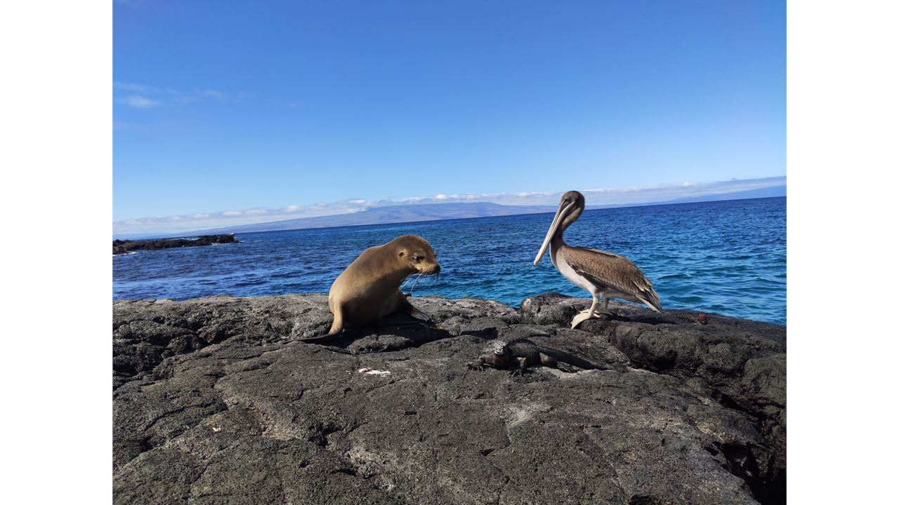 Unforgettable Galapagos: Premium Expedition By Cruise - 5 Days foto 5