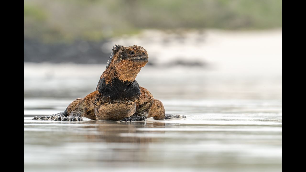 Grande Expedição Às Ilhas Galápagos: 8 Dias De Vida Selvagem E Natureza foto 7