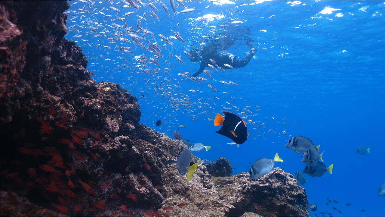 Cruzeiro De 5 Dias Pelas Ilhas Galápagos – Bartolomé, Genovesa E Vida Selvagem foto 4