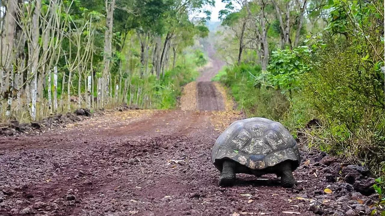 Estación Charles Darwin: El Corazón Científico De Galápagos foto 12