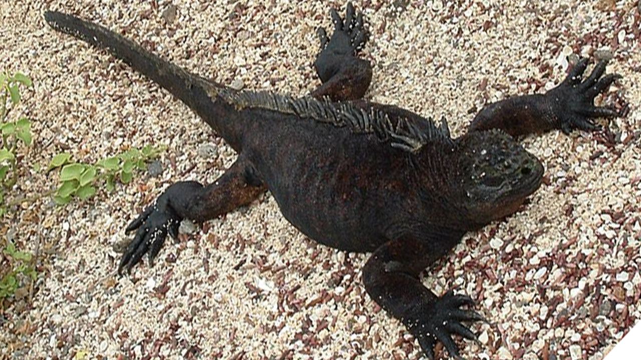 Estación Charles Darwin: El Corazón Científico De Galápagos foto 9