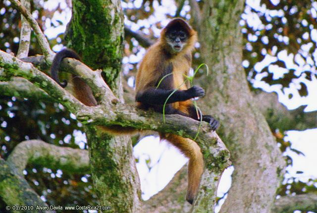Tour In San Sebastian Wet Forest foto 7