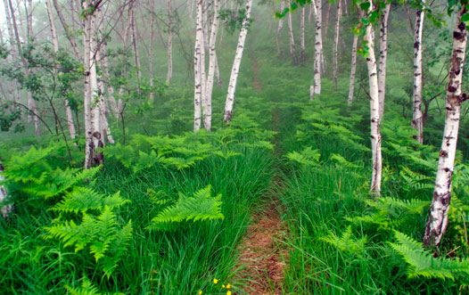 Tour In San Sebastian Wet Forest foto 1