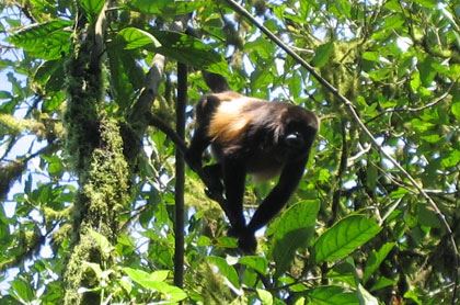 Tour In San Sebastian Wet Forest foto 2