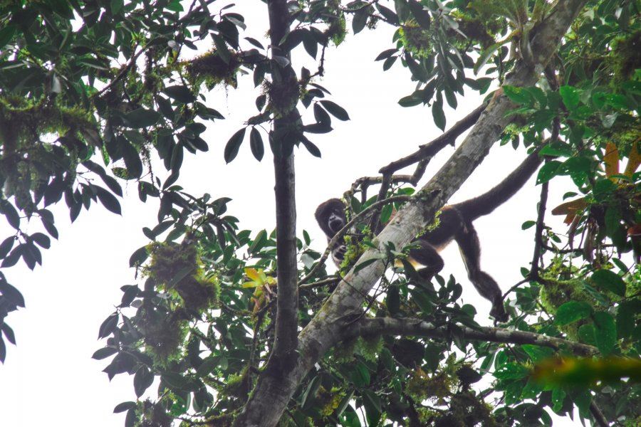 Tour In San Sebastian Wet Forest foto 10