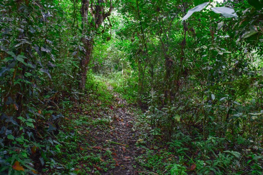 Tour In San Sebastian Wet Forest foto 3