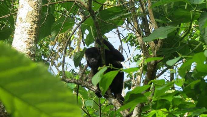 Tour In San Sebastian Wet Forest foto 9