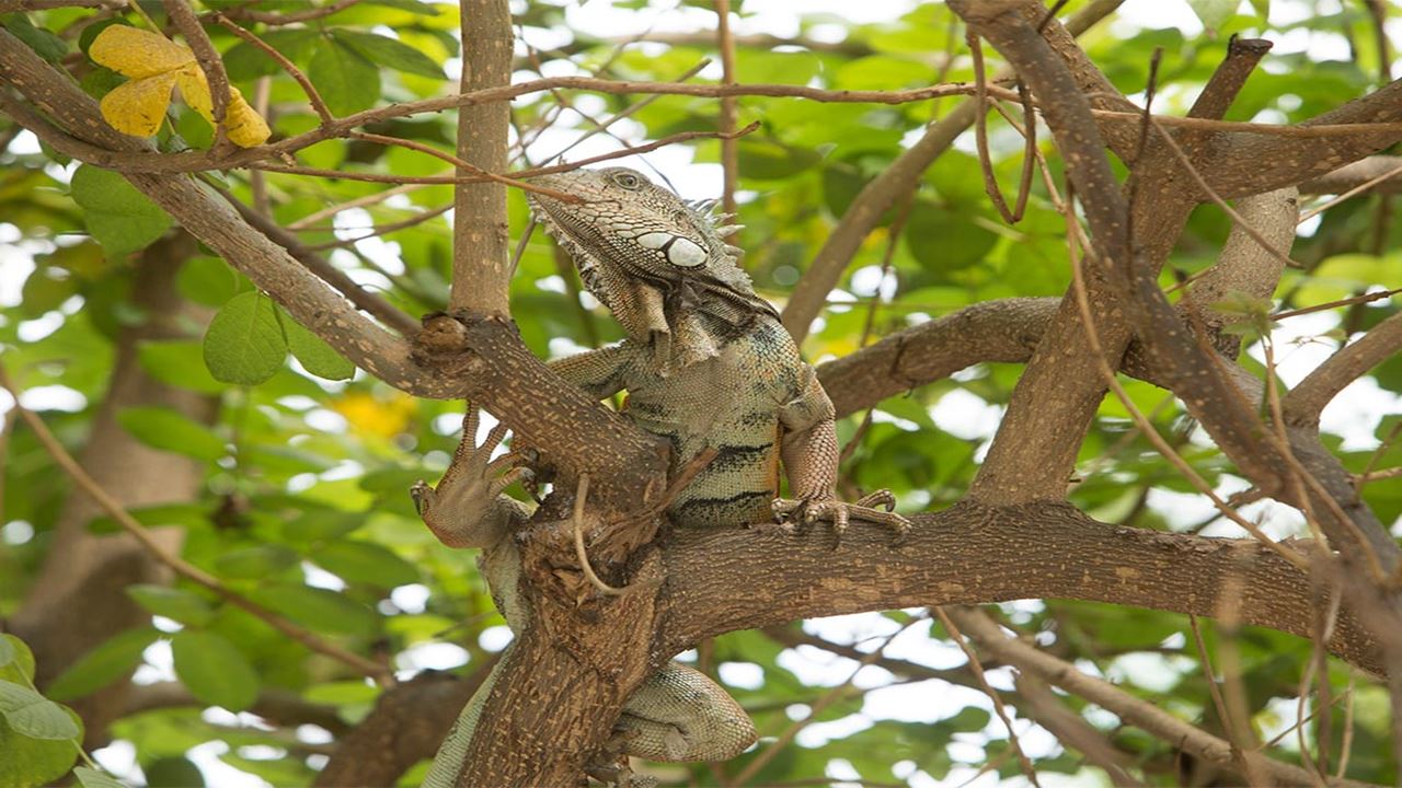 Tour In San Sebastian Wet Forest foto 8