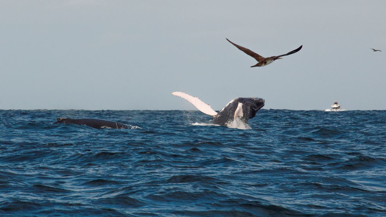 Passeio De Mergulho Na Ilha Silver E Observação De Baleias foto 6