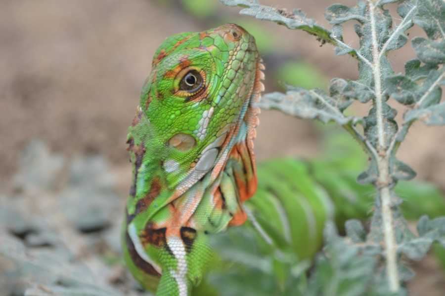 Bike Tour To Los Frailes Beach And White Water foto 5