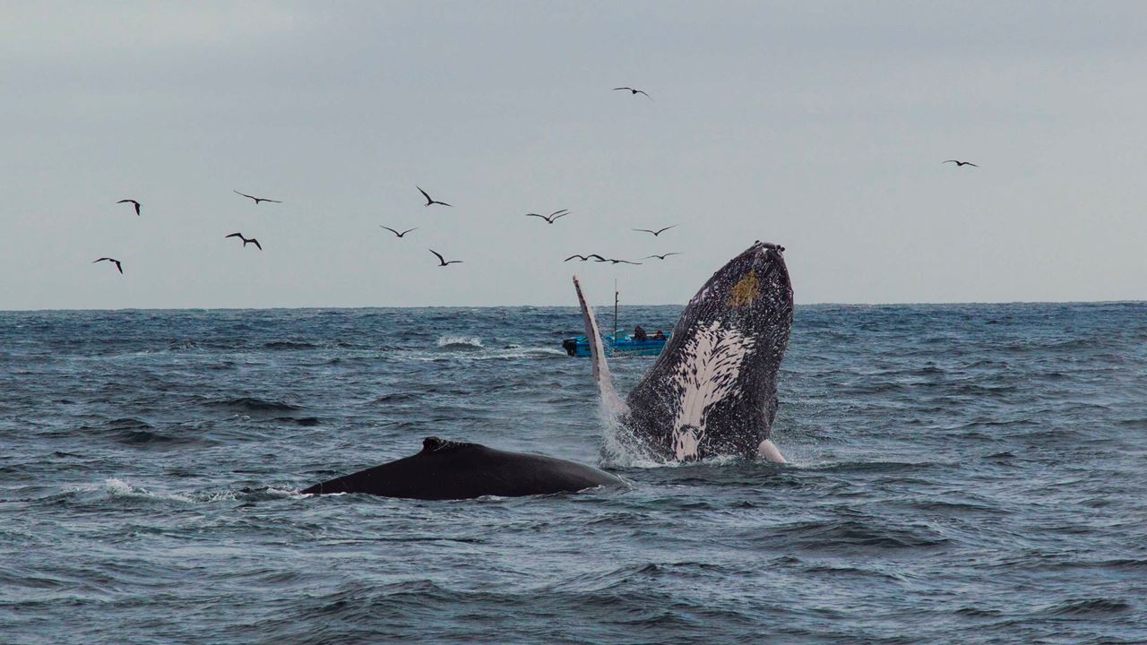 Silver Island Tour, Snorkeling And Whale Watching - Machalilla National Park foto 5