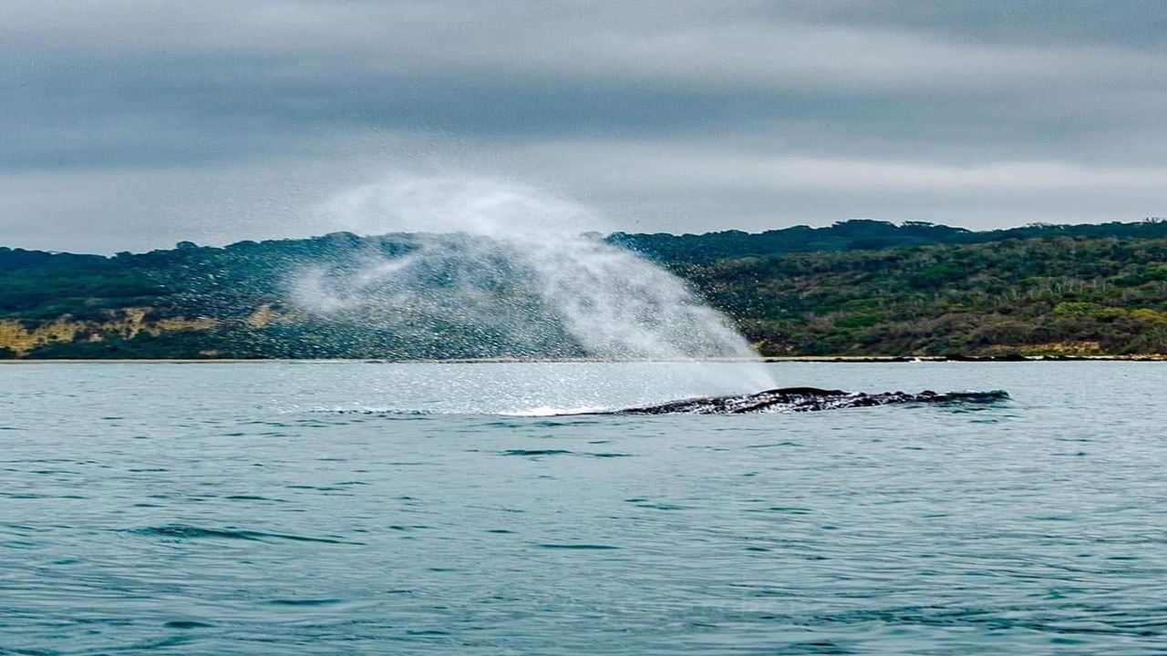 Silver Island Tour, Snorkeling And Whale Watching - Machalilla National Park foto 6