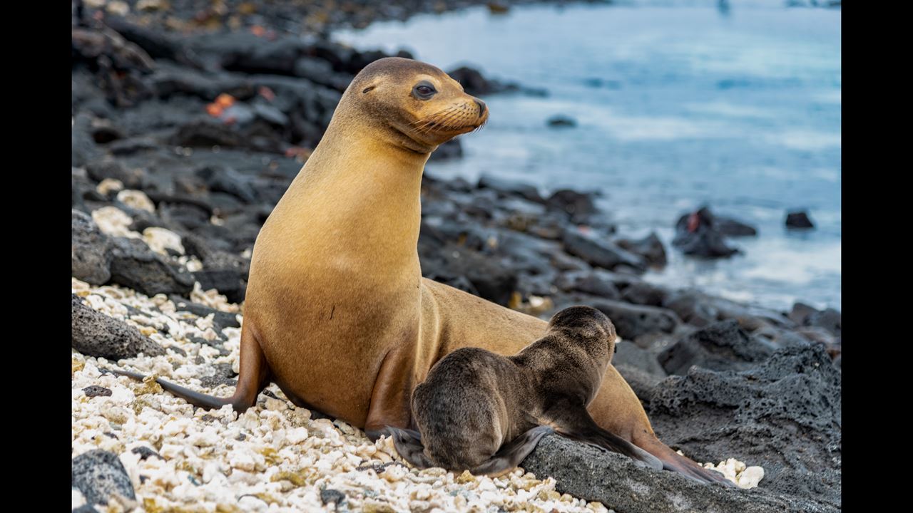 Grande Expedição Às Ilhas Galápagos: 8 Dias De Vida Selvagem E Natureza