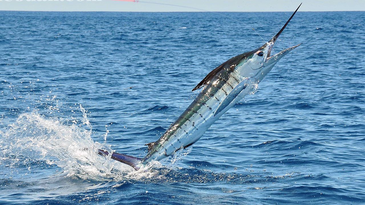 Tour De Pesca Dia Completo